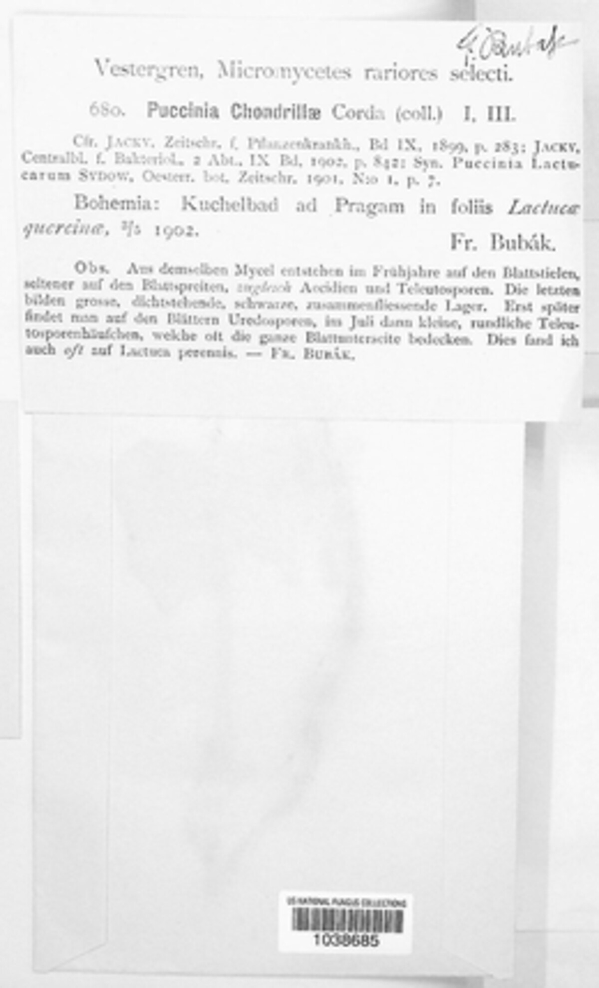 Puccinia chondrillae image